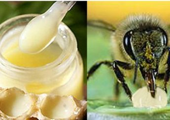 sữa ong chúa, lợi ích của ong mật